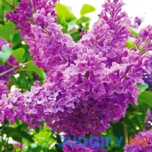 Van Zyverden Purple Lilac Perennial Plant Root Full Sun