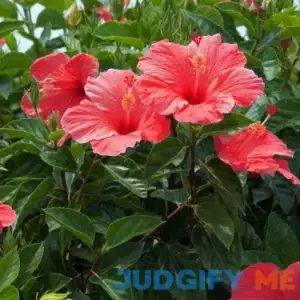 Van Zyverden s. Lucy Red Hibiscus Plant