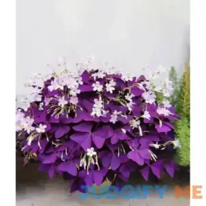 Vgenkd 12PCS Purple Shamrocks Bulbs Good Luck Plant