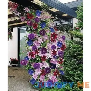 Vibrant Variety Large Blooming Clematis Vine Seeds