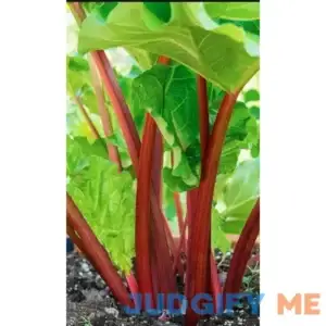 Victoria Rhubarb Crown Ready to Plant Super Healthy. Perennial. Comes Back Every Year. Shipped Trimmed for Planting.