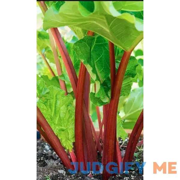 Victoria Rhubarb Crown Ready to Plant Super Healthy. Perennial. Comes Back Every Year. Shipped Trimmed for Planting. Victoria Rhubarb Crown Ready to Plant Super Healthy. Perennial. Comes Back Every Year. Shipped Trimmed for Planting.