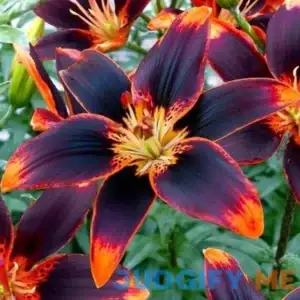 Votaniki Forever Susan Lily Bulbs for Planting Perennial Long Blooming Lily for Garden Beds