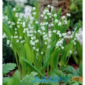Votaniki White Lily of The Valley Fragrant Long Lasting Blooms
