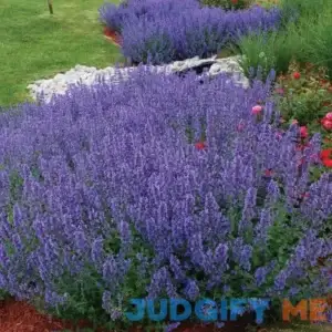 Walker's Low Catmint | One Quart