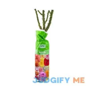 Walmart assorted Rose Bush