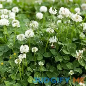 White Clover Seeds Trifolium repens
