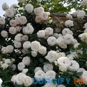 White Eden Climbing Rose | One Quart