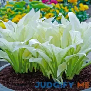 White Feather Hosta Purple Hosta 'White Feather