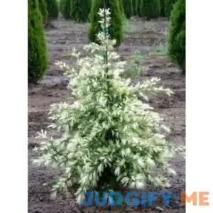 White Tip Cedar - Cedrus deodara Albospica 3 - Year Live Plant