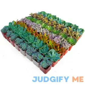 Wholesale Succulent Plants