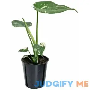 Wild Interiors Thai Constellation Green and Cream Monstera Live Plants in 5 Grower Pot