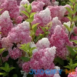 national PLANT NETWORK 2 gal. Hydrangea Strawberry Sundae Shrub with White and LW1647