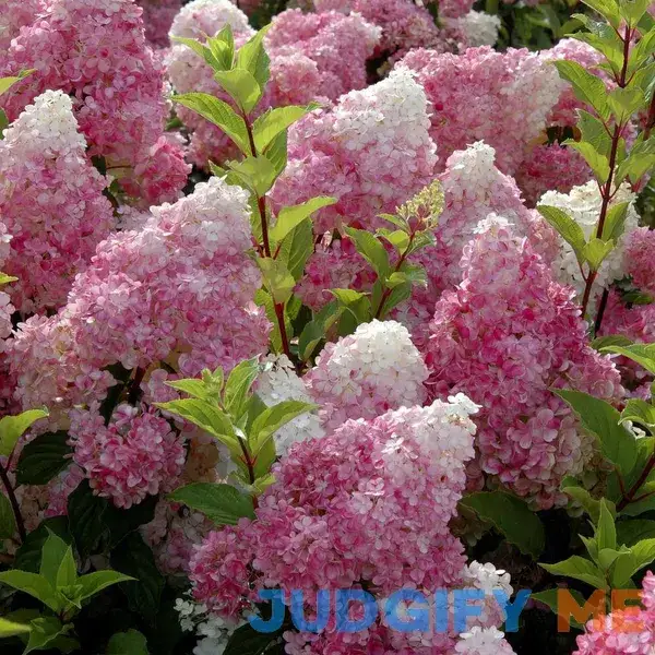 national PLANT NETWORK 2 gal. Hydrangea Strawberry Sundae Shrub with White and LW1647 national PLANT NETWORK 2 gal. Hydrangea Strawberry Sundae Shrub with White and LW1647