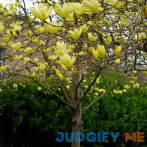 national PLANT NETWORK 2 gal. Magnolia Yellow Bird Tree with Yellow Flowers LW1649