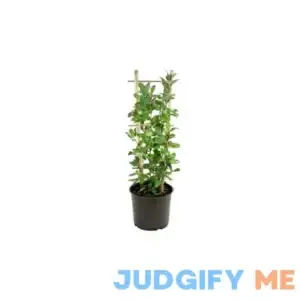 national PLANT NETWORK 2.25 gal Peaches and Cream Honeysuckle