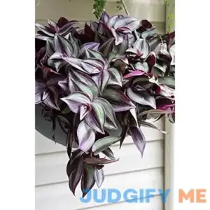 paperhome Wandering Jew Tradescantia Zebrina Inch P.Lant 9 Pcs C.uttings Silver Purple Burgundy