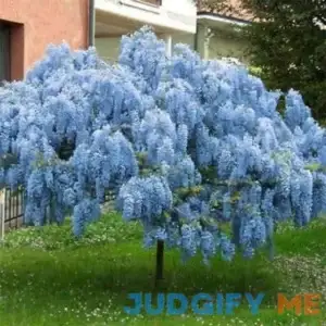 trees Stunning Live 1 Potted Chinese Blue Weeping Wisteria Tree Fresh Plant