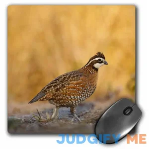 3dRose Northern Bobwhite quail bird male walking Us44 Ldi0537
