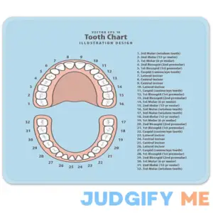 Emvency Mouse Pads Pink Education Tooth Chart Number Infographic Blue Dental Human Anatomy Mousepad 9.5" x 7.9" for Laptop